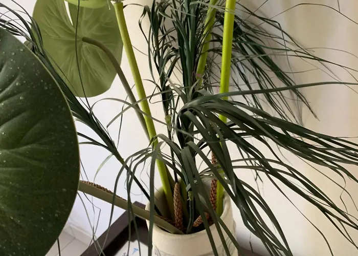 Vip On Makenzie * לרנקה